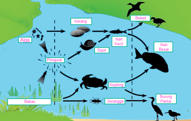 Ekosistem Estuari