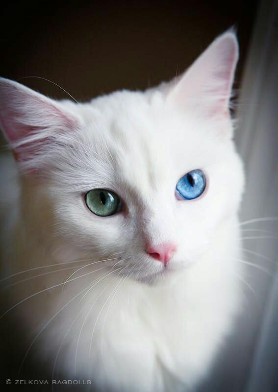Beautiful white cats