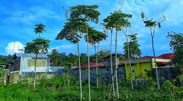 Boli ( Oroxylum indicum) atau pohon lanang atau bunglo