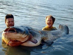 Wels Catfish