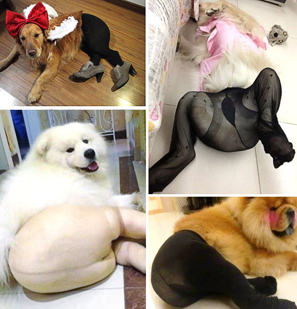 Cosplay in Pantyhose: The Latest Craze in CHINA! | BOLD and UNUSUAL DOG - Haus Of Paws