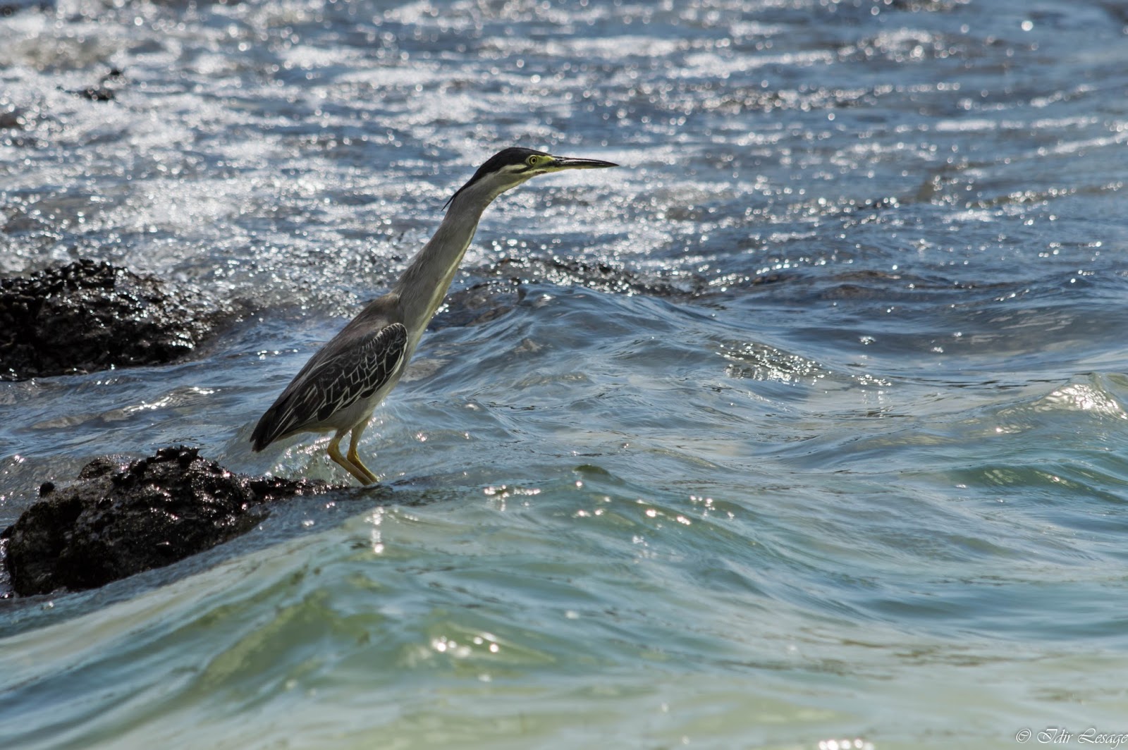 GALERIEPHOTO IDIR LESAGE LES OISEAUX et PAYSAGES de L'ÎLE MAURICE
