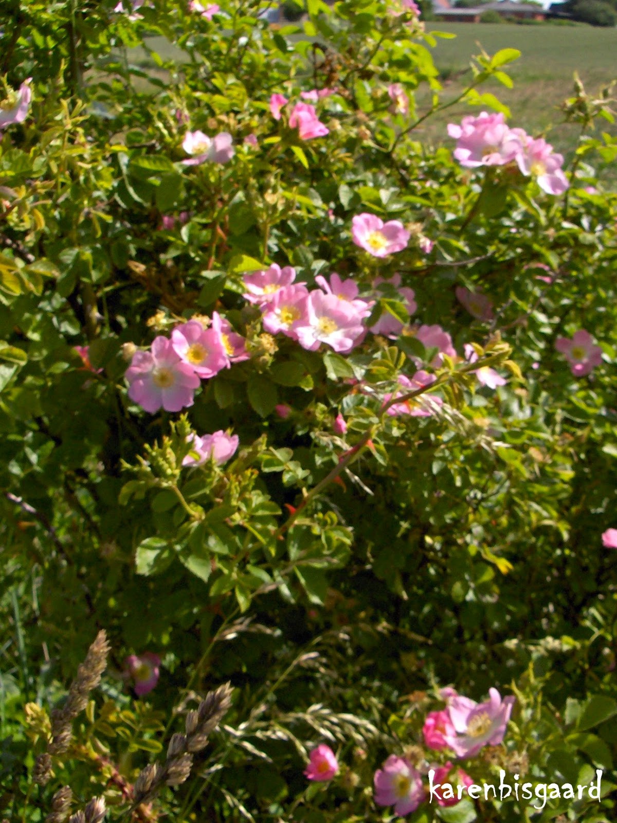 Karen`s Nature Photography Blooming Wild Pink Rose Bush.