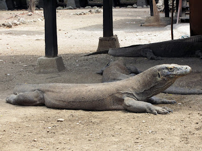 3 Exciting Activities Tour to Komodo Island and Its Surroundings