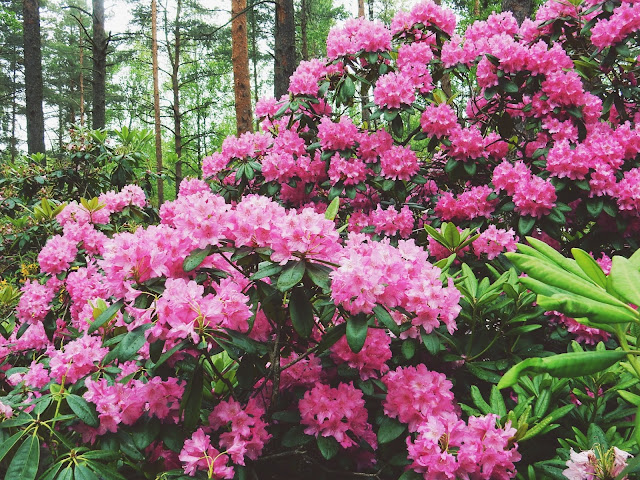 Haagan upea Alppiruusupuisto