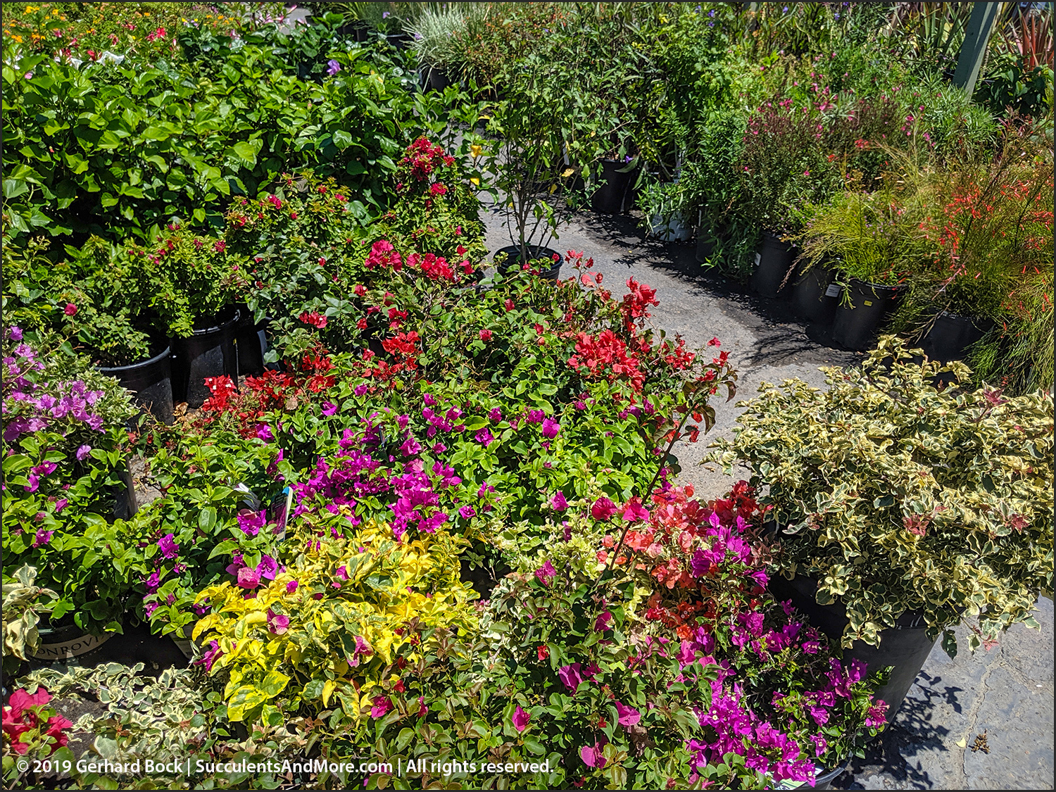 Another mustsee SoCal nursery Plant Depot in San Juan Capistrano