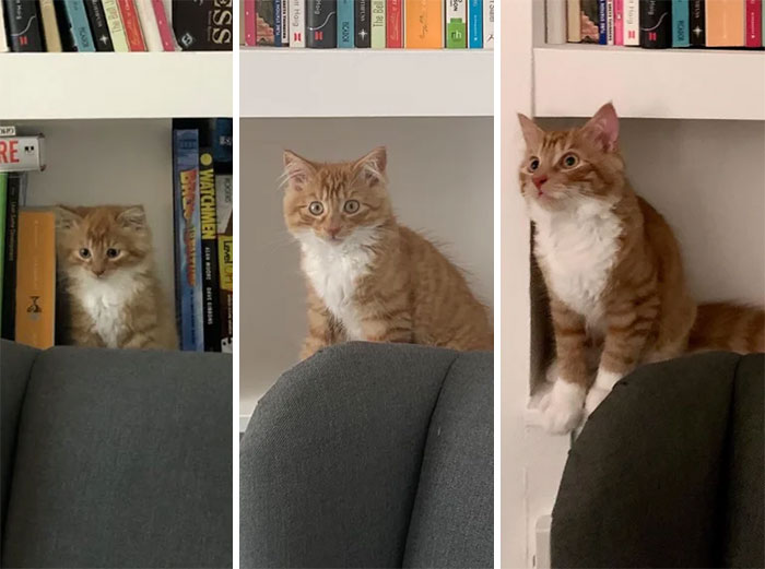Cats who turned from ridiculous lumps into fluffy supermodels
