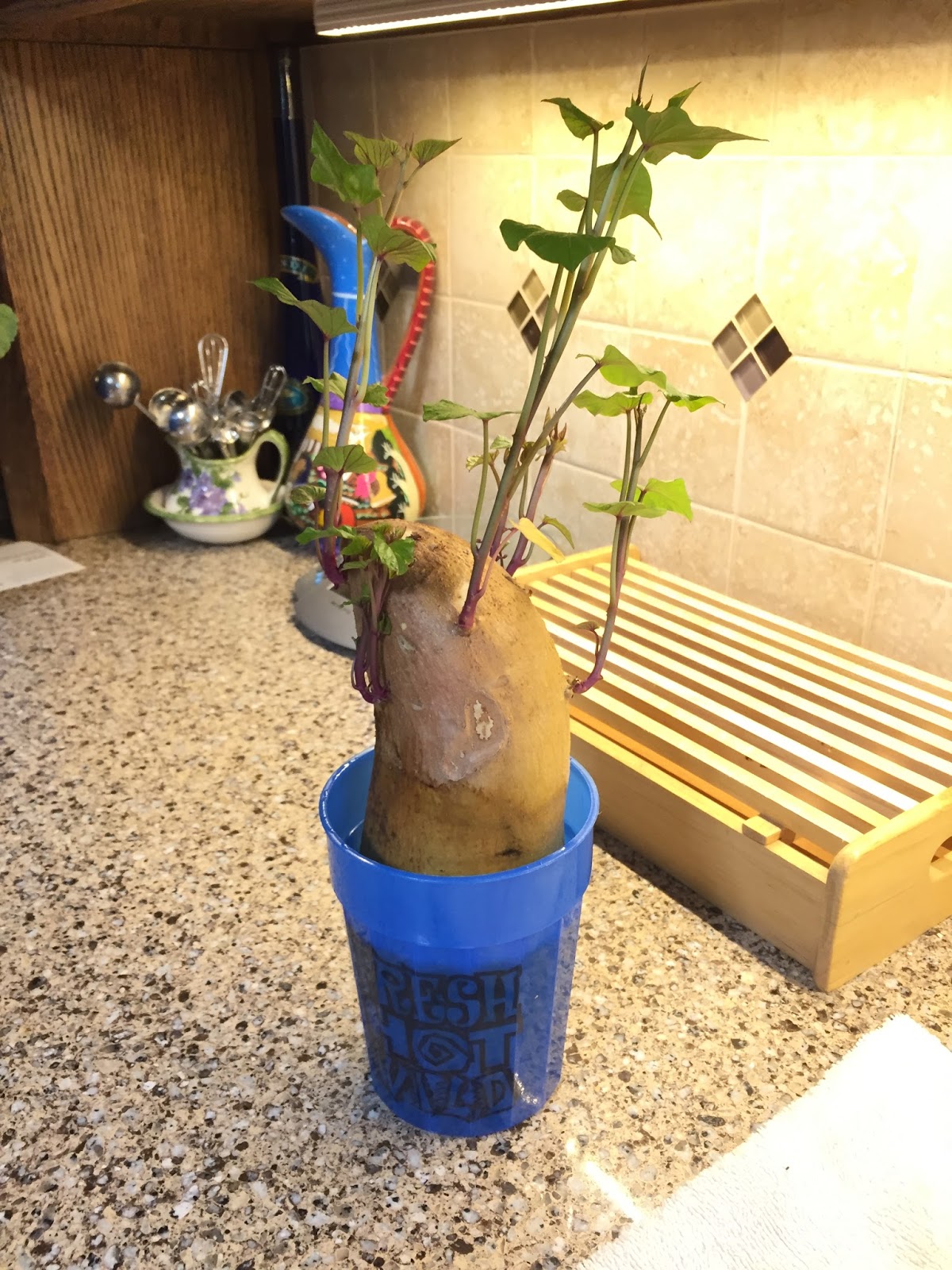 Windy Acres Diary Grow Your Own Sweet Potato Slips