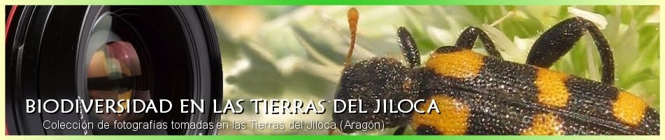 Biodiversidad en las tierras del Jiloca