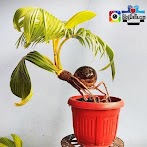 Gambar Tanaman Bonsai Kelapa - Bonsai Kelapa Tanaman Cantik Yang Mudah Dibuat Blog Ruparupa / Istilah tanaman bonsai berasal dari bahasa jepang yang berarti tanaman dalam pot yang dangkal.