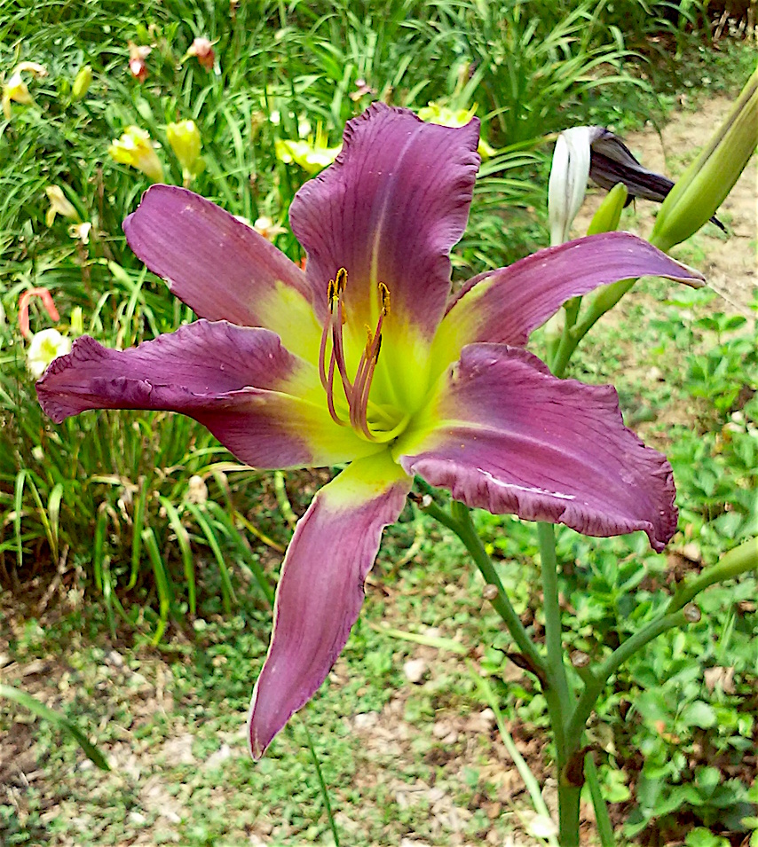 Daylily BReeder Blog Phoenician Royalty