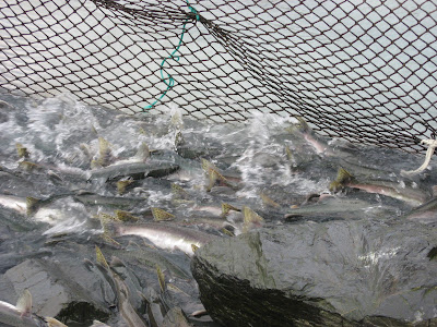 Severance Travels: Valdez - Solomon Gulch Fish Hatchery