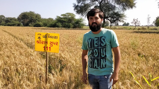 Wheat yield of Gujarat farmers increased with Shriram Super 111 seeds of wheat