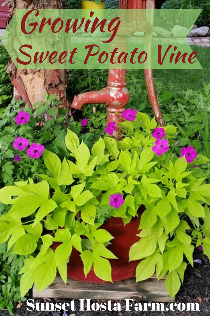 Blog.Sunset Hosta Farm.com Growing Ornamental Sweet Potato Vines ...