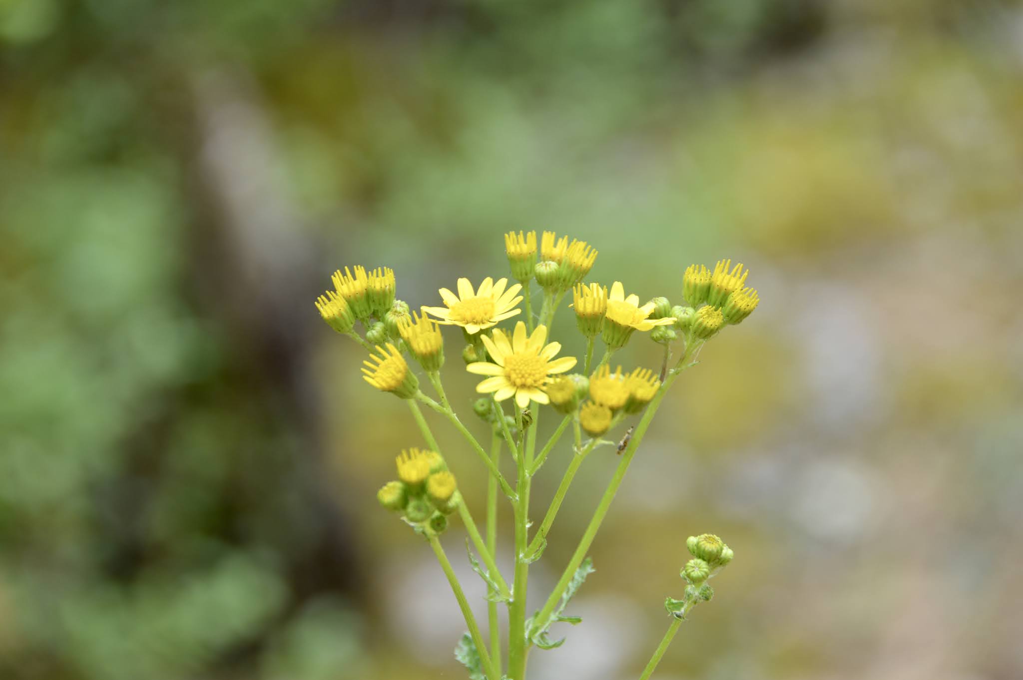 BALADE-FAMILLE-RANDONNÉE-VENDÉE-FORÊT
