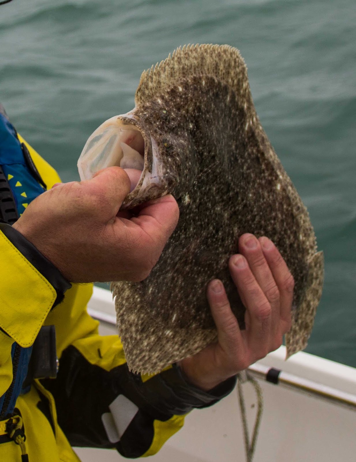Pêcher le turbot au leurre