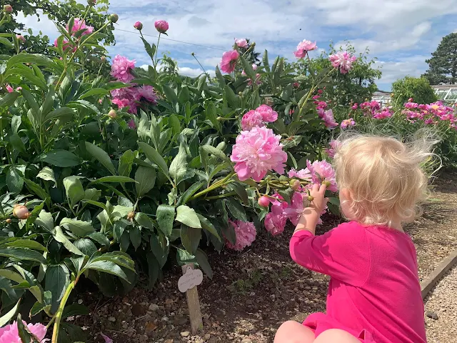 A toddler girl reaching out to look at some pink peonies