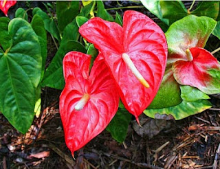 Jardineria: Catalogo de Plantas: Anthurium andreanum