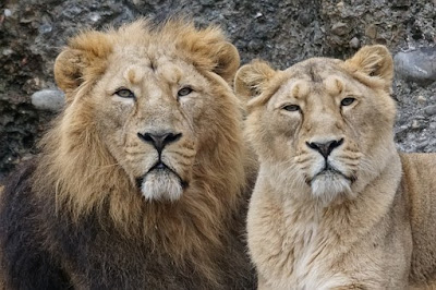 Lion Images Lion Images