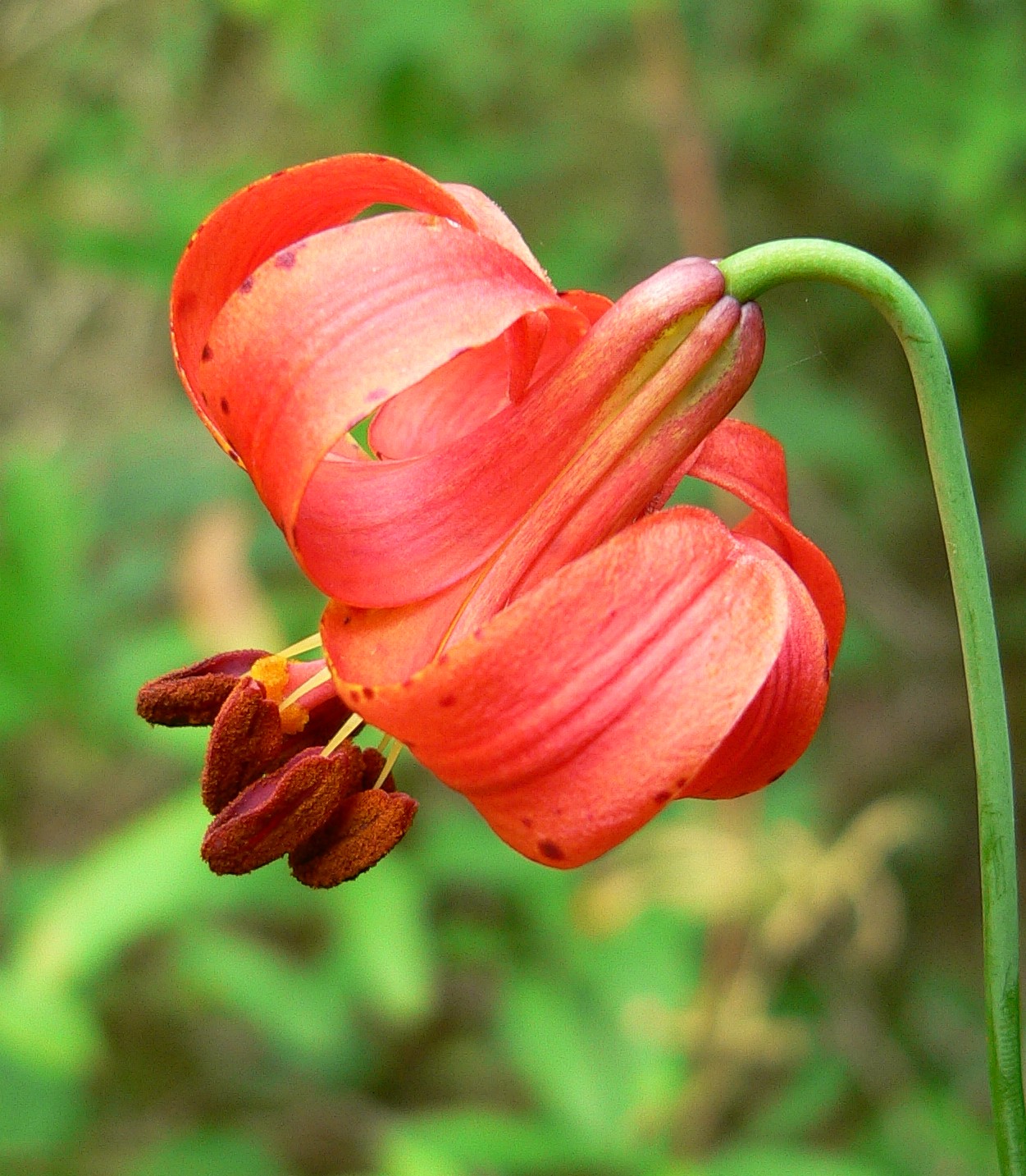 Using Native Plants Lilies