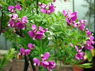 polygala myrtiflolia