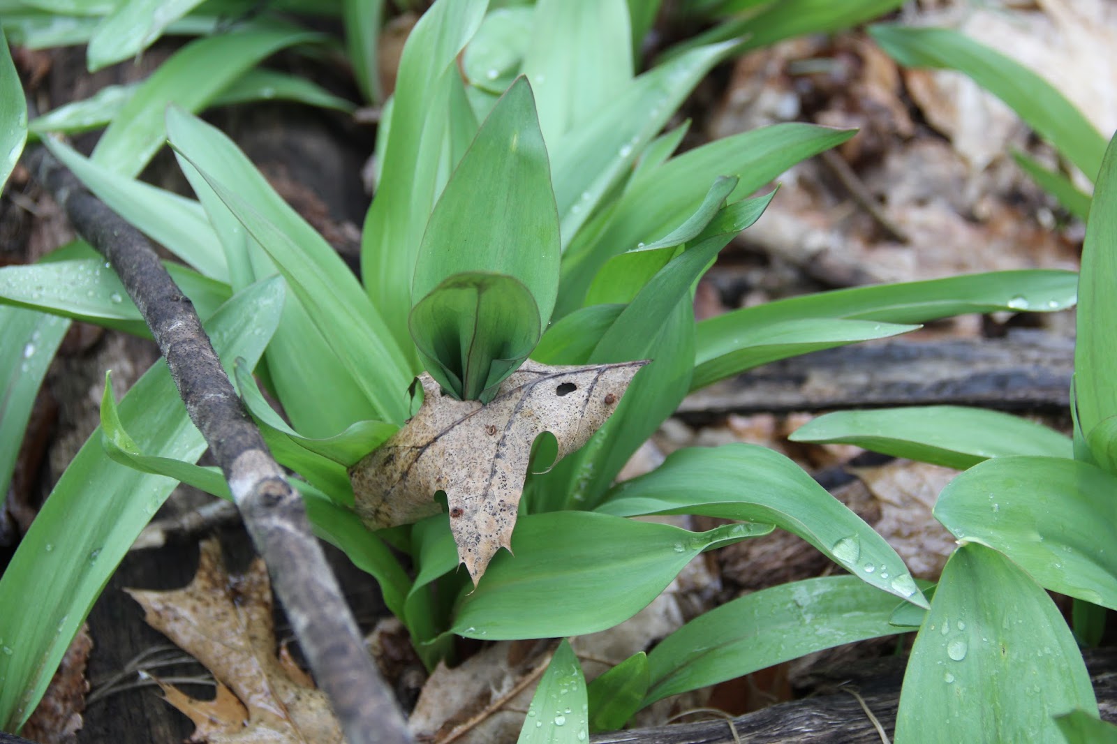 Isabella Conservation District Environmental Education Program Wild Leeks