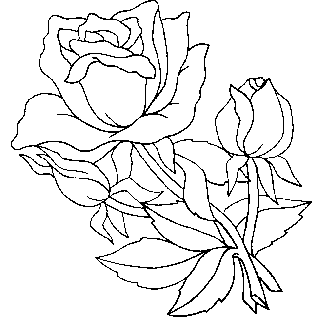 Imagenes De Rosas Para Dibujar A Color