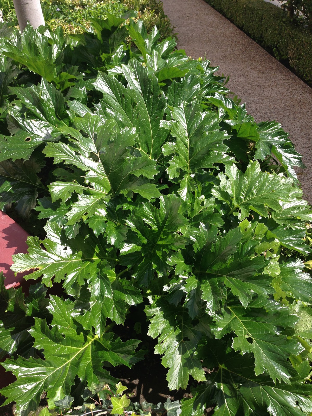 Scrolls, leaves and flowers: The beautiful acanthus