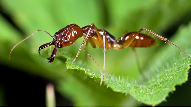 Launch Ants Animals Besides Birds That Can Also Fly