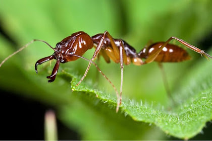 5 Animals Besides Birds That Can Also Fly