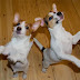 14 Reasons Jack Russells Are The Worst Indoor Dog Breed Of All Time