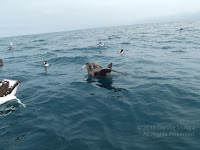 Southern giant petrel, off Kaikoura Peninsula, NZ - by Denise Motard, Feb. 2013 Southern giant petrel, off Kaikoura Peninsula, NZ - by Denise Motard, Feb. 2013
