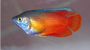 Ikan Hias Gurami Madu Honey Gourami
