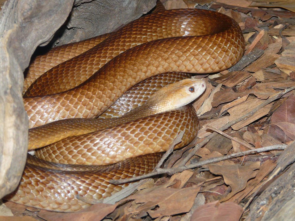 As 10 cobras mais venenosas do mundo Cursos a Distância CPT