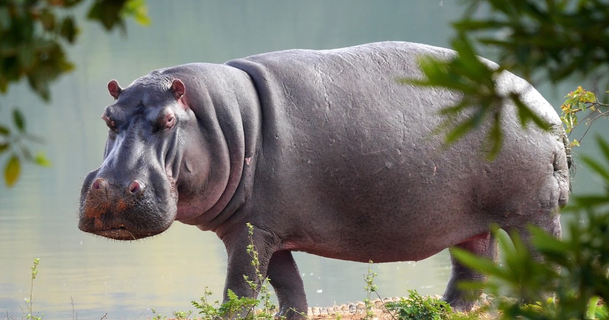 Hippos Secrete Red Sweat!