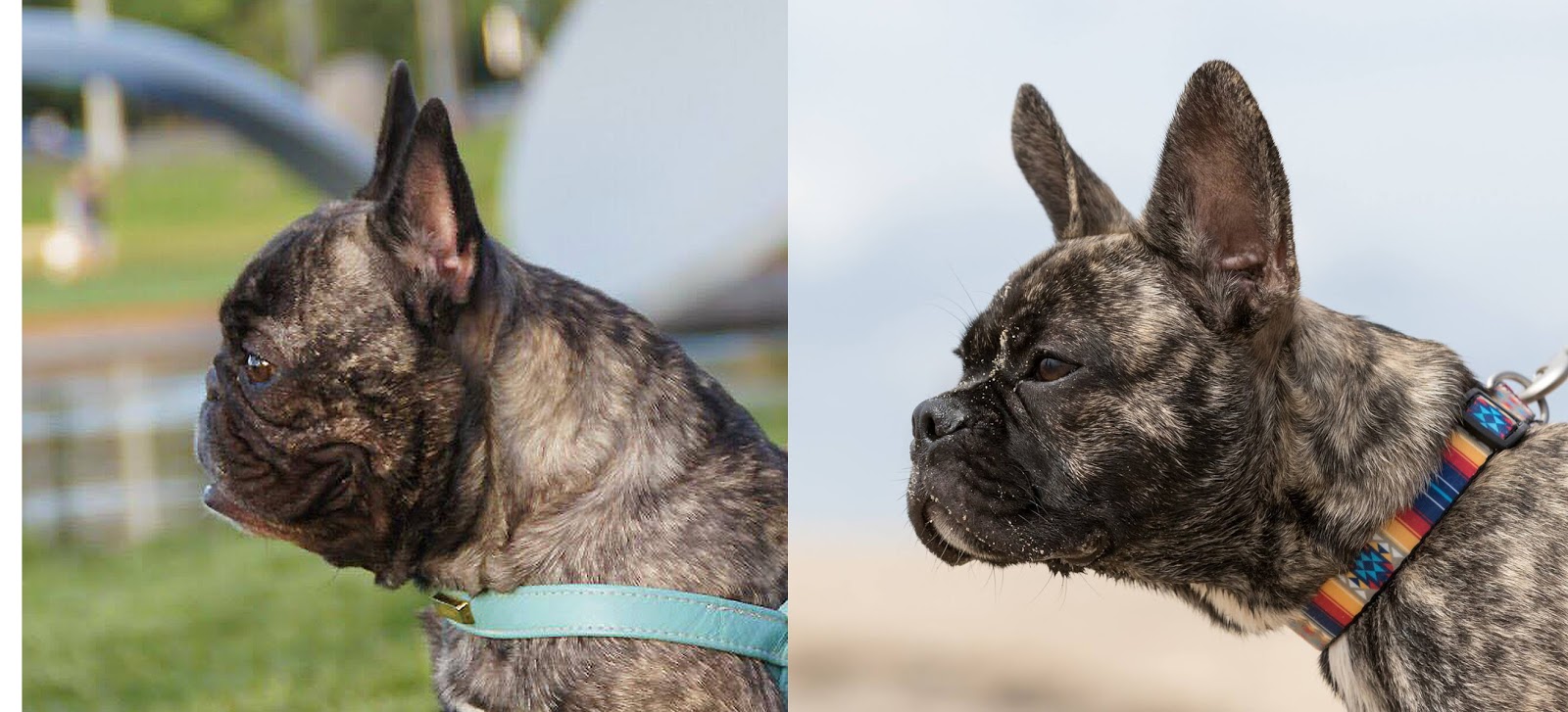 Concept for Life French Bulldog Adult