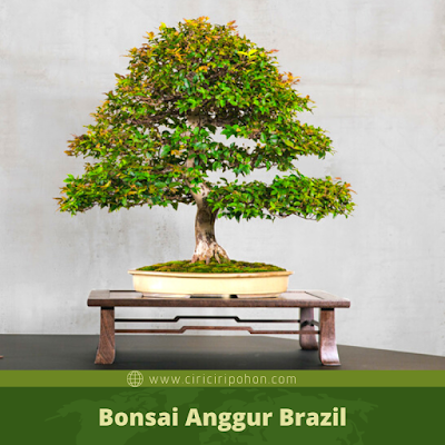 Bonsai Anggur Brazil