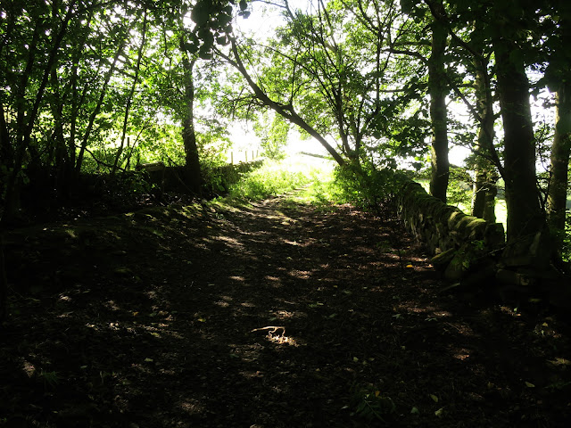 Unused road leads into vegetation.