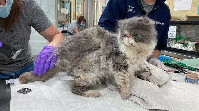 One of the contemporary Persian cats rescued. You can see how neglected the cat is with a heavily matted coat and dirty
