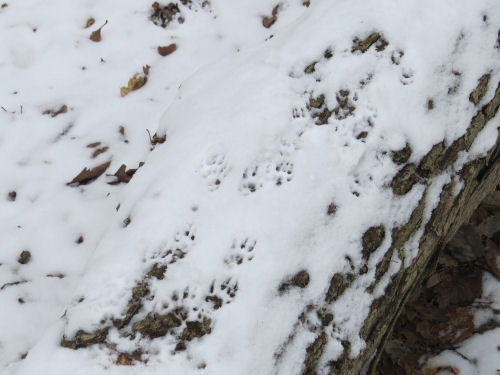 squirrel tracks
