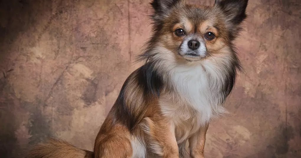 10 Best Small Low-Maintenance Dog Breeds - The Buzz Land
