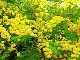 「フサアカシア」の黄色い花