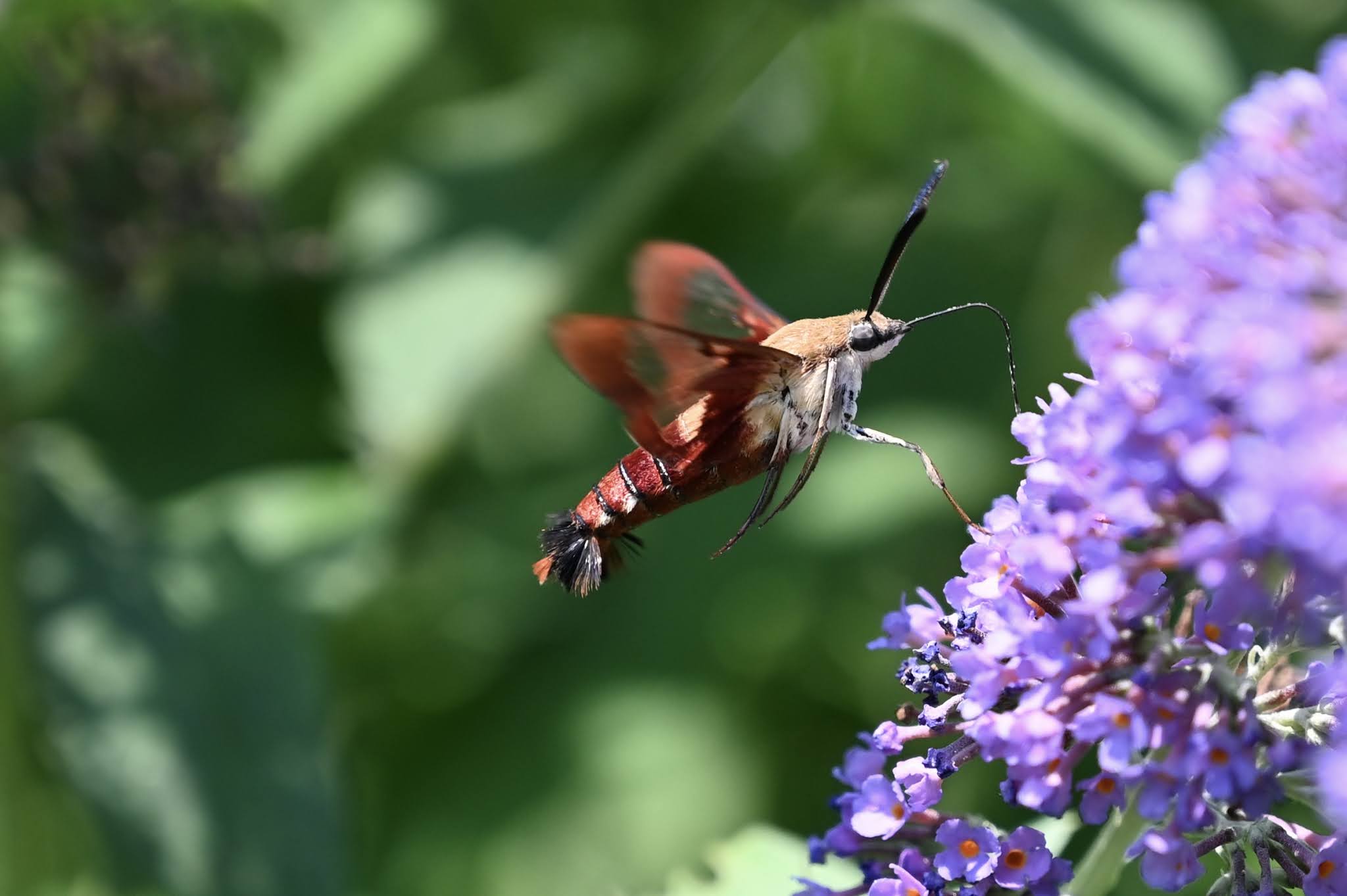 Urban Wildlife Guide Hummingbird Moth