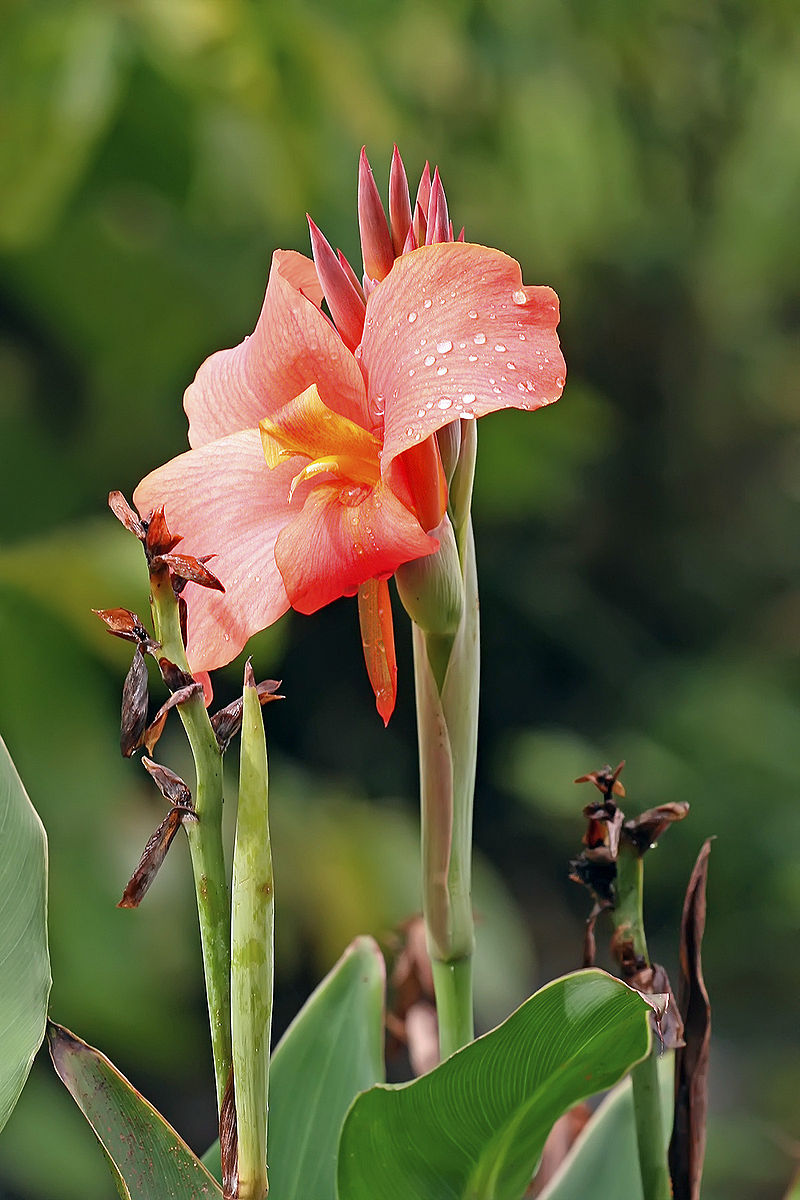 КАННА (лат. Canna)