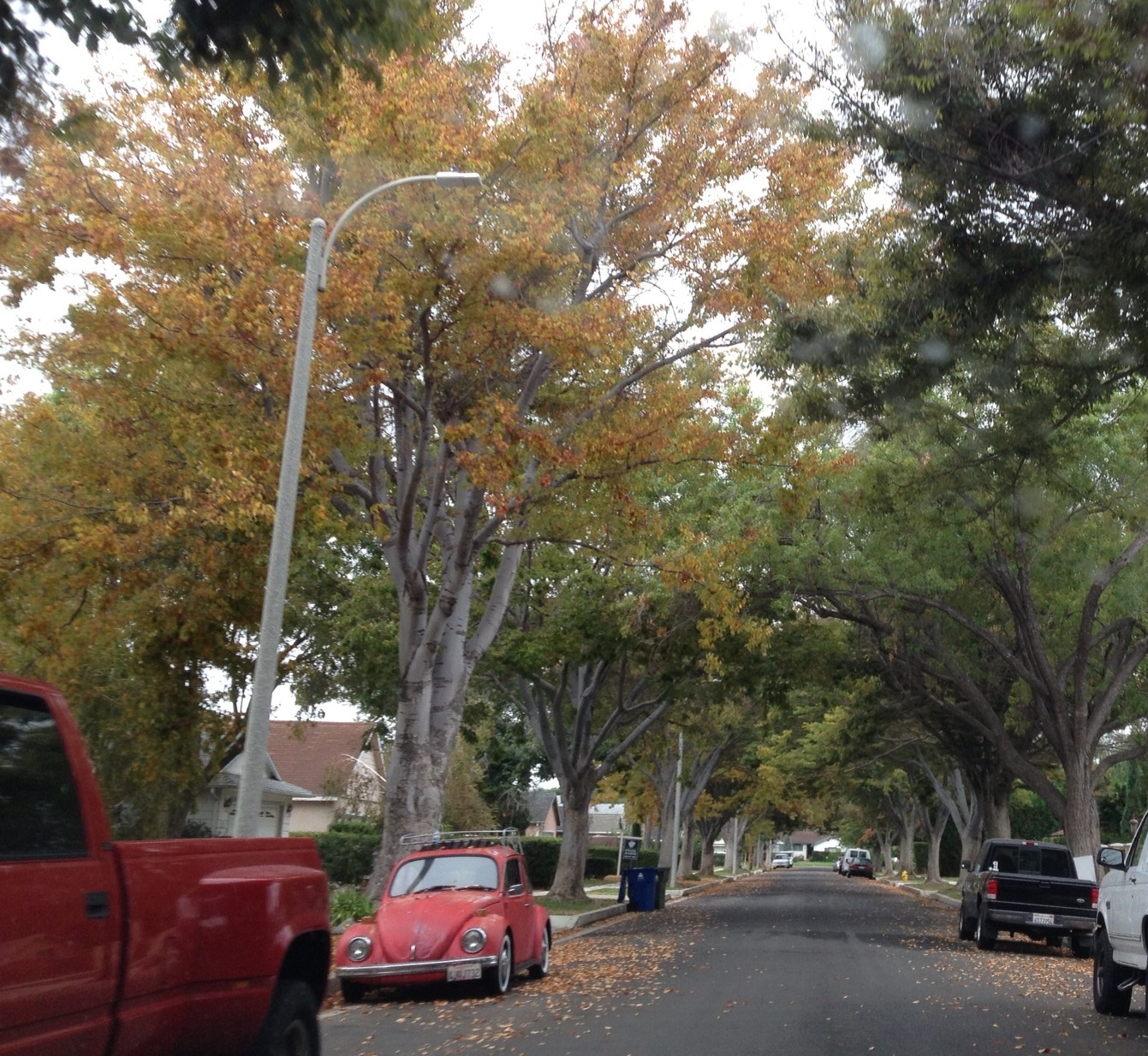 Viva Lost Angeles!: Fall color in Los Angeles!