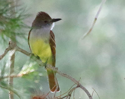 Photo of Brown-crested Flycatcher in tree Photo of Brown-crested Flycatcher in tree