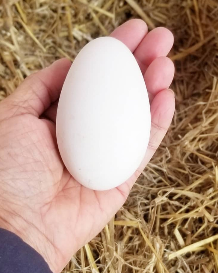 A Dozen Fascinating Facts about Goose Eggs - Fresh Eggs Daily ®.