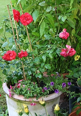 Rosen Im Kübel Rosen Im Kübel