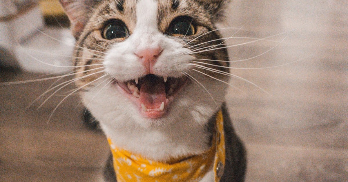 Could Your Cat Ruin Your Listing? [Boulder Notable Sales] House Einstein