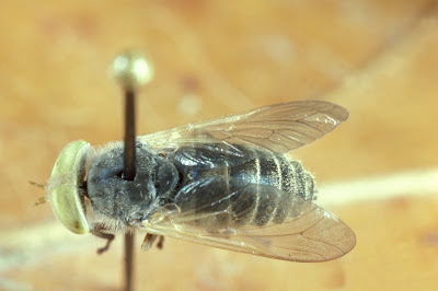 Atylotus ohioensis (Türkiye'de bulunmaz)